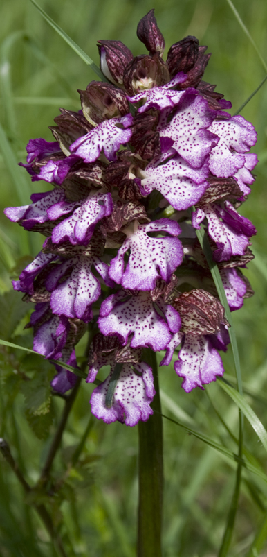 Orchis purpurea?